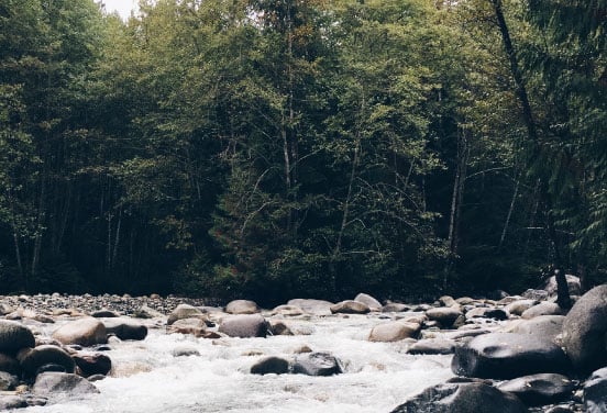Photo of the forest
